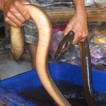 Tò mò đi xem lươn nặng gần 10kg, lươn biết đổi màu kỳ lạ ở Việt Nam